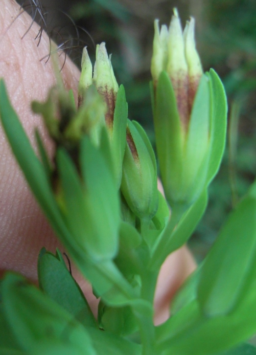 Cerinthe